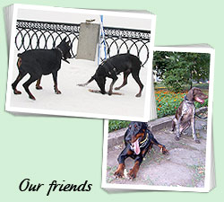 Our friends