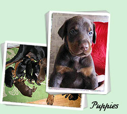 Puppies