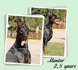 Mentor-2,5 years